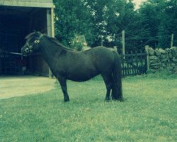 broodmare Blaze of Marshwood (Shetland Pony, 1973, from Fireball of Marshwood)