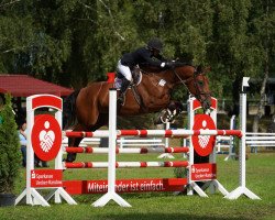 jumper Kordial 5 (German Sport Horse, 2003, from Kolibri 2705)