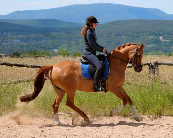 Zuchtstute Ulfenbach Day Dream C (Deutsches Reitpony, 2004, von FS Don't Worry)