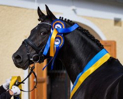 Deckhengst Soel'rings Cadeau Noir (Pinto/Kleines Reitpferd, 2011, von Chess M)