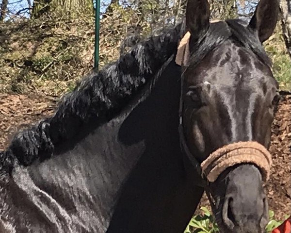 horse Dark Luxury (Oldenburg, 2016, from Dante Weltino Old)