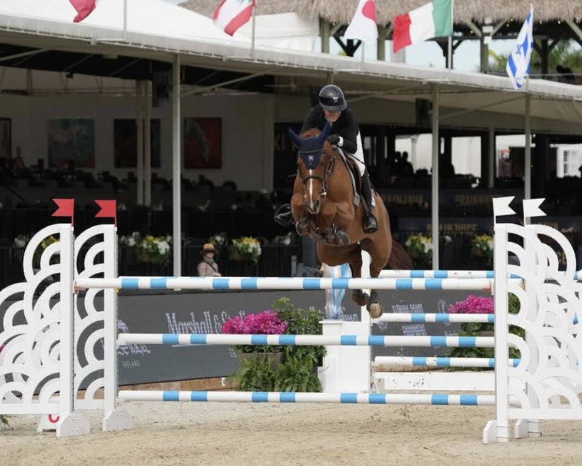 Horse Kwintano Fortuna (KWPN (Dutch Warmblood), 2015, from Carrera VDL)