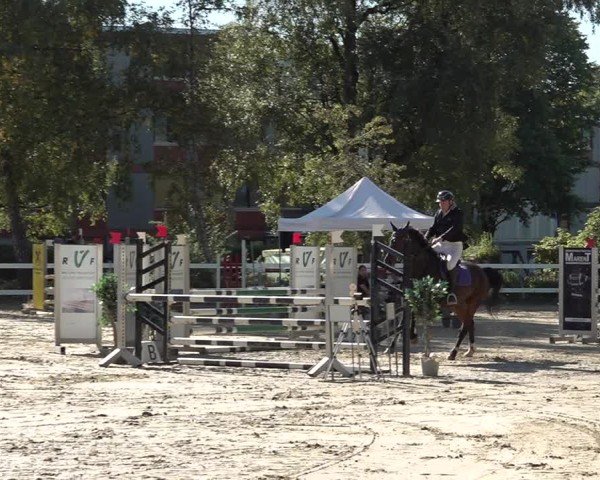 Reitturnier Bregenz 2025