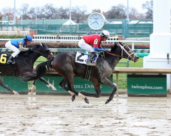 broodmare Tempers Rising xx (Thoroughbred, 2017, from Bayern xx)