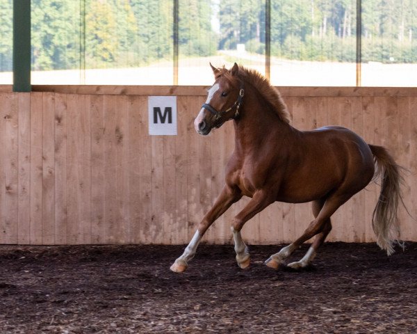 horse Hermann (German Riding Pony, 2018, from Herzkönig NRW)