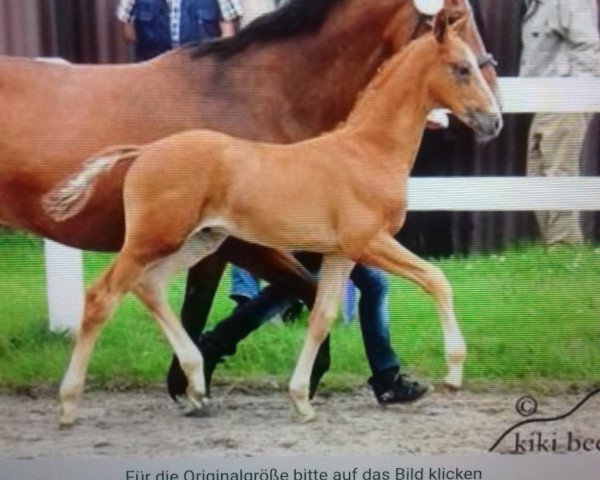 horse De Bojack Horseman (Oldenburg,  , from Dalhems Diomedes)