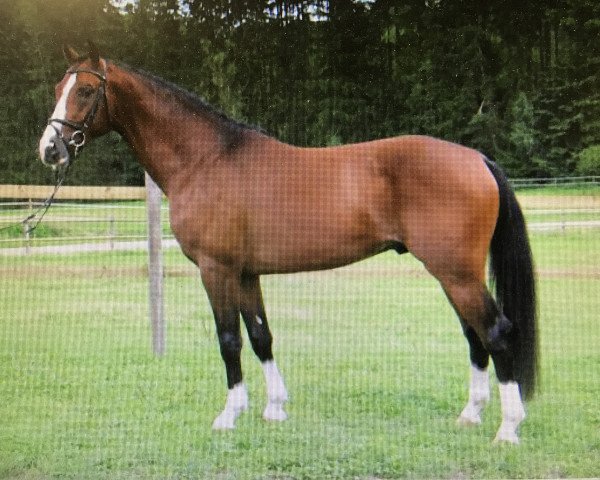 horse Herbert 28 (Württemberger, 2003, from Lintasboy R)