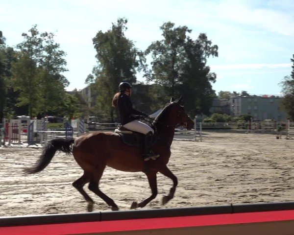 Reitturnier Bregenz 2025