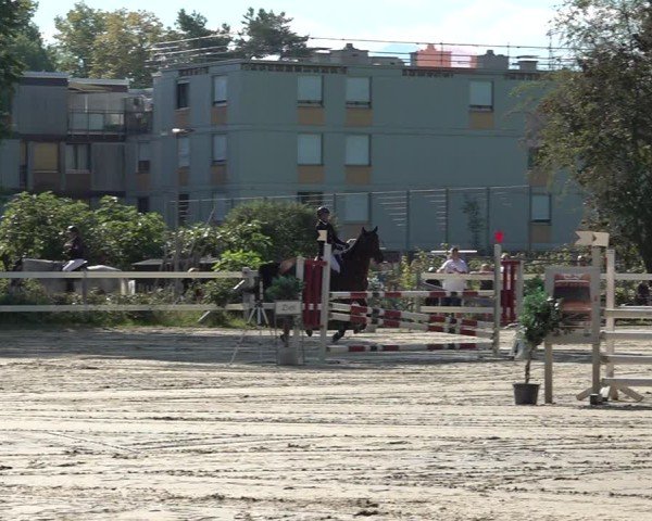 Reitturnier Bregenz 2025