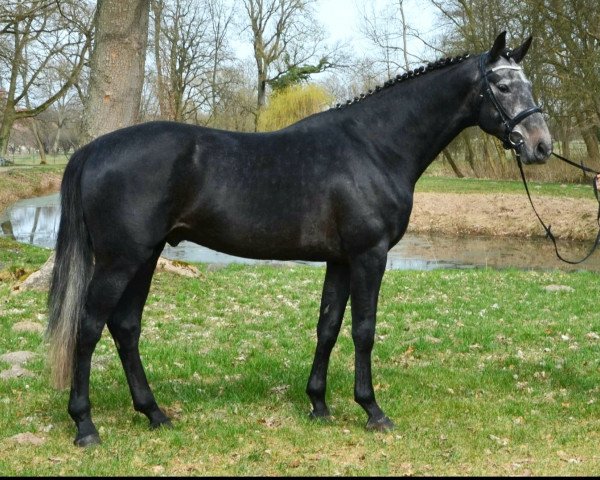 stallion Cero Michel (Holsteiner, 2014, from Cero)