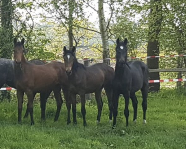 broodmare Finie V (Hanoverian, 2019, from Finest)