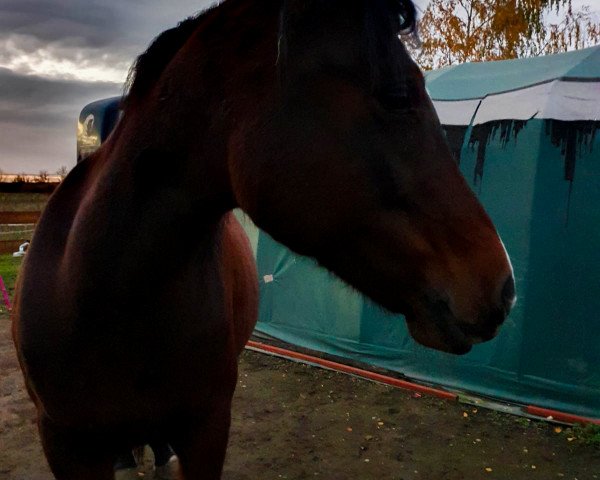 horse Sharifa Bint Rumaadi (Arabian, 2007, from Ebony-Rumaadi ox)