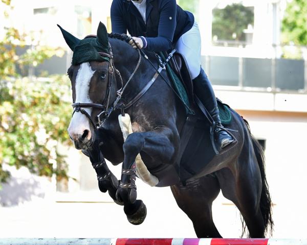 Springpferd Quin Quimba Z (Zangersheide Reitpferd, 2019, von Quintessence van de Laarse Heide)