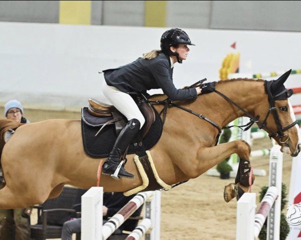 Springpferd Obora's Lugano (Estonian Sportpferd, 2015, von Luidam)