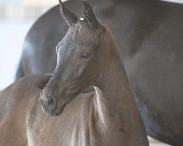 horse Héros Noir (German Sport Horse, 2019, from Helium)