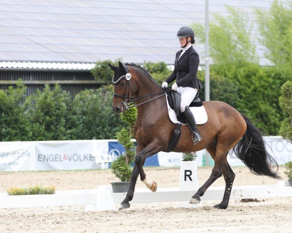 Caballo de salto Ladybug 3 (Hanoveriano, 2017, de Light my Fire)