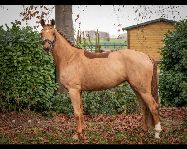 broodmare Gironja (Oldenburg, 2017, from Don Deluxe)