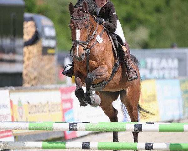 Zuchtstute Maxima 98 (KWPN (Niederländisches Warmblut), 2005, von Quasimodo Z)