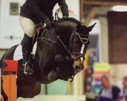 jumper Braveheart V (KWPN (Royal Dutch Sporthorse), 2006, from Heartbreaker)