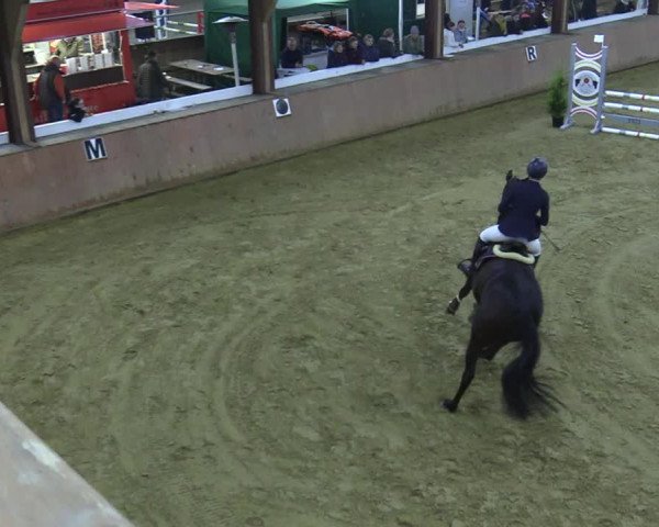 Reitturnier Bad Salzuflen 2021