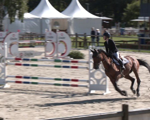 Reitturnier Westergellersen 2025