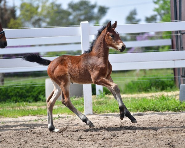 broodmare Elbröschen B (German Sport Horse, 2020, from Eldorado van de Zeshoek)