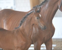 horse Cantanzaro B (German Sport Horse, 2019, from K.i Checkter)
