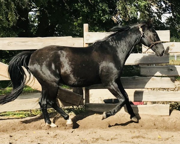 horse Boytano (German Sport Horse, 2003, from Bergamo)