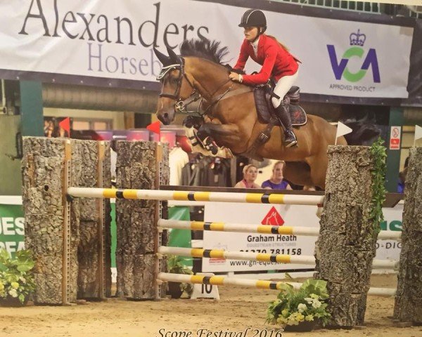 Springpferd Codean R (KWPN (Niederländisches Warmblut), 2007, von Upgrade)