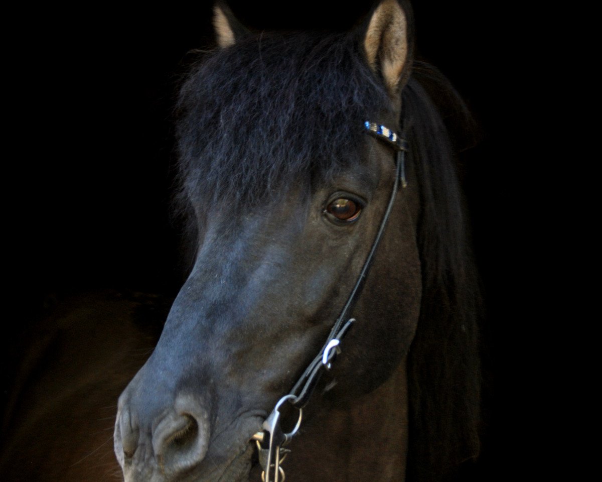 Pferd Tyri vom Mühlenhof (Islandpferd, 2002, von Týr vom Rappenhof)