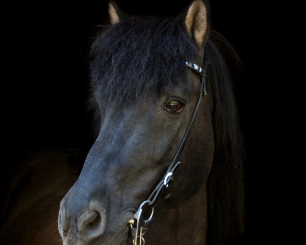 Pferd Tyri vom Mühlenhof (Islandpferd, 2002, von Týr vom Rappenhof)