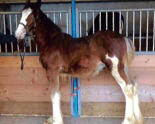 horse Still Brooks Atlas (Clydesdale, 2015, from GSL Sensation's Commander)