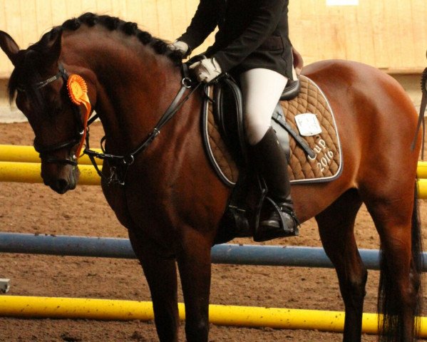jumper Laika van Wassenhove (Belgian Riding Pony, 2007, from Carl van Stal de Liemers) jumper Laika van Wassenhove (Belgian Riding Pony, 2007, from Carl van Stal de Liemers)