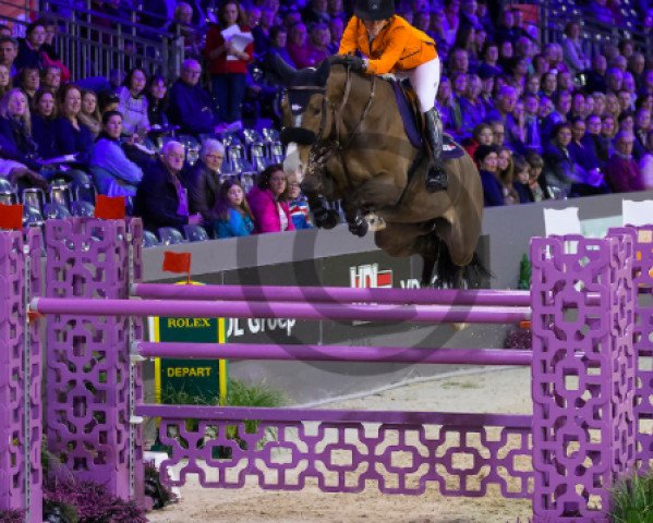 Springpferd Dienellie (KWPN (Niederländisches Warmblut), 2008, von Berlin)