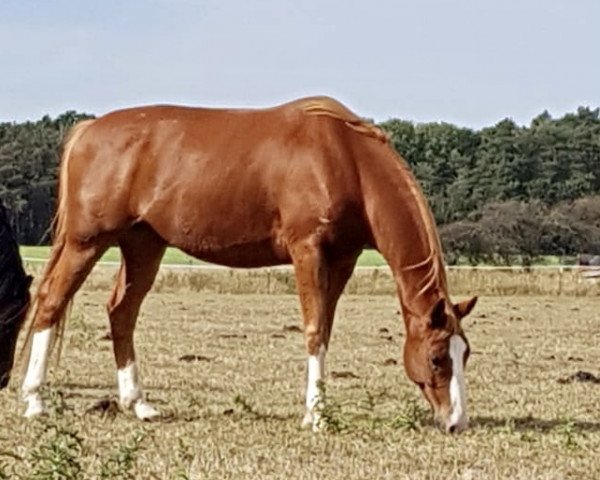 horse Be Barclay (Hanoverian, 2012, from Bonifatius)