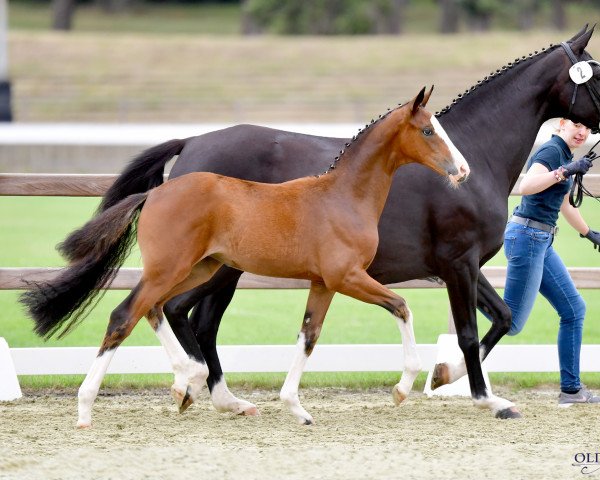Pferd Dorle´s Bailadora (Oldenburger, 2020, von Callaho's Benicio)