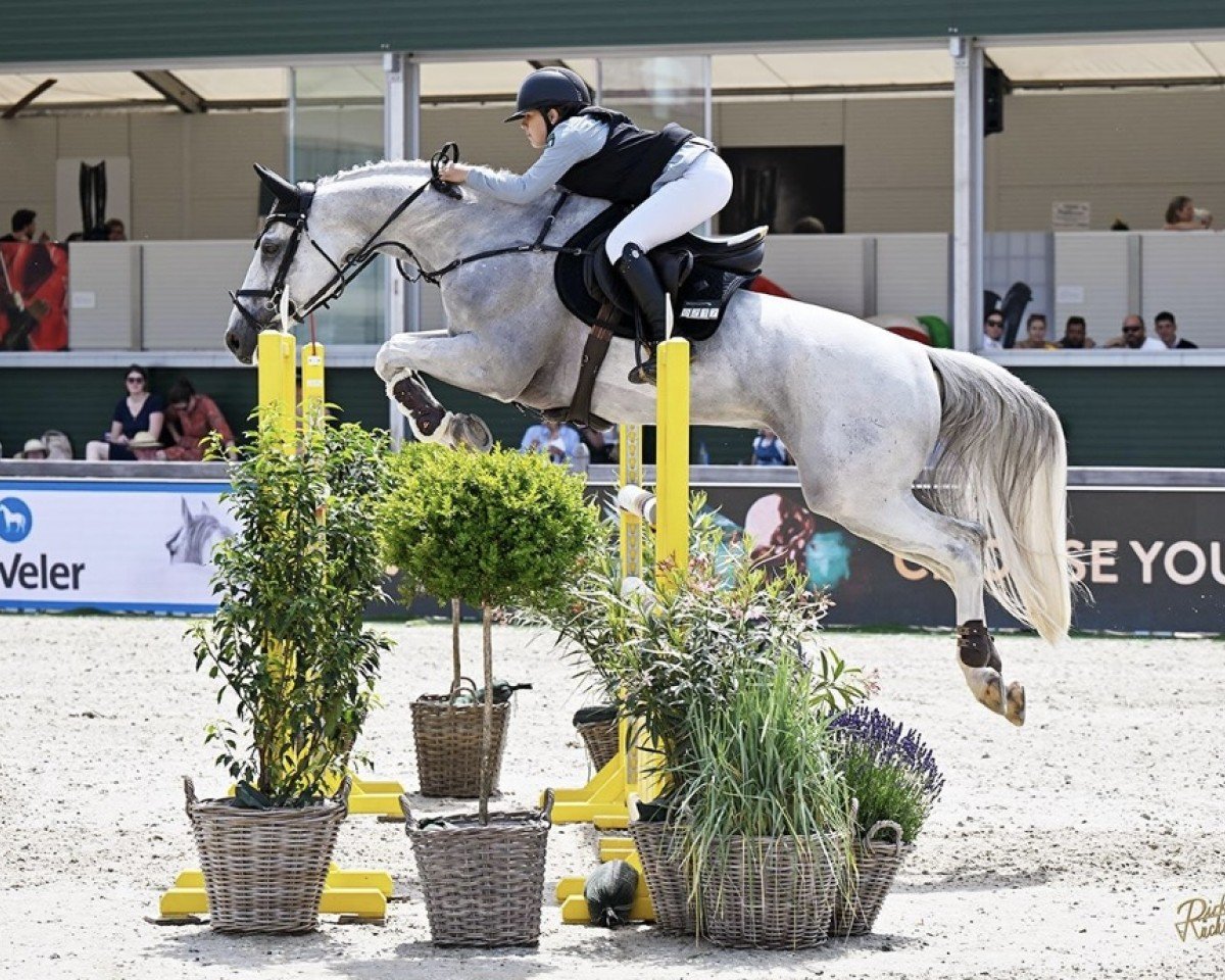 Hengst von Cassus / Carano: Cheval, Pedigree