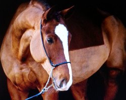 dressage horse Fait Accompli (Westphalian, 2007, from Fürst Piccolo)