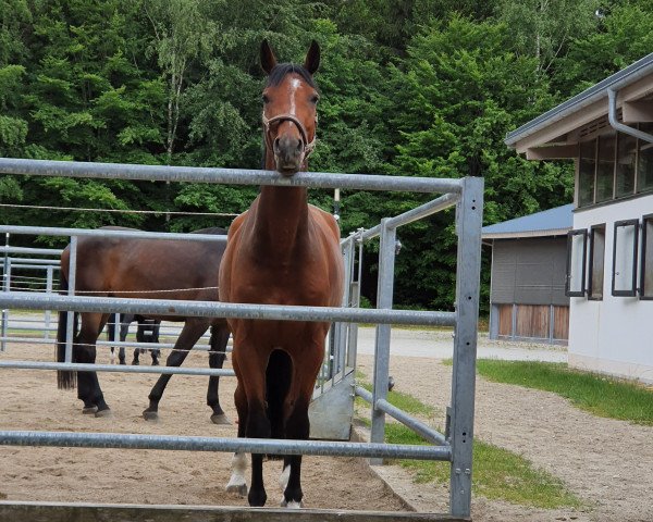 horse Comic Held IK (Oldenburg show jumper, 2016, from Casino Berlin OLD)