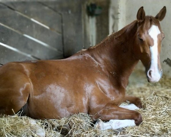 broodmare Kokowäh S (Hanoverian,  , from Kaiser)