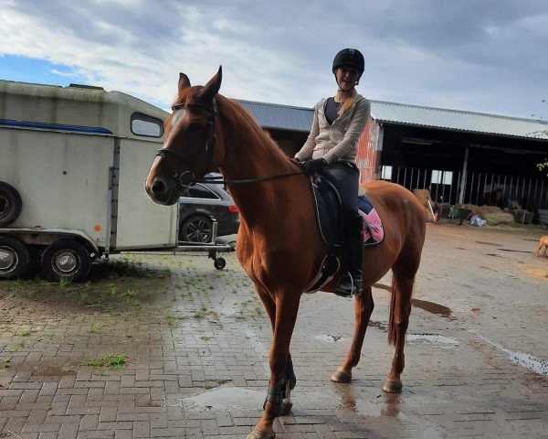 dressage horse Walkaholic (Hanoverian, 2004, from Wolken-Hit)