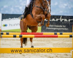 jumper Forester CH (Swiss Warmblood, 2010, from For Pleasure)