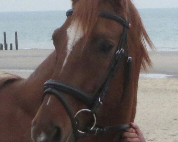 Dressage horse M'Adore Madison (Oldenburger, 1996, from Merian)