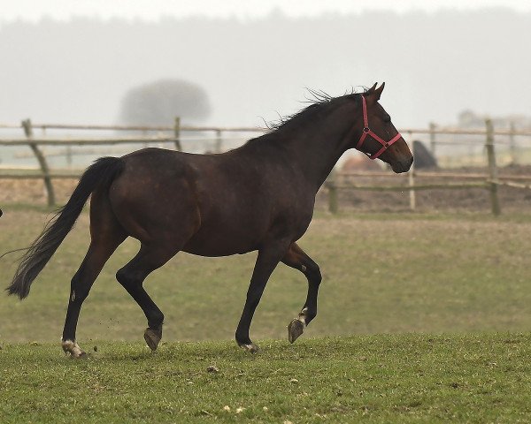 Zuchtstute W-Diadora (Holsteiner, 2006, von Diamant de Semilly)