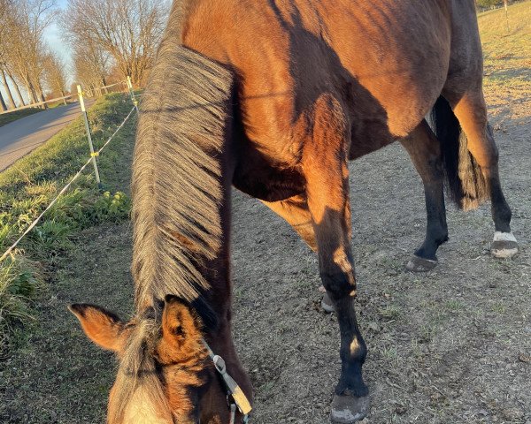 horse Courtly Love (French Trotter, 2012, from Love You (FR))