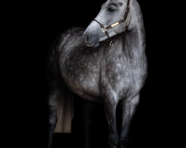 Springpferd Carlou 3 (Hannoveraner, 2016, von Cascalido)