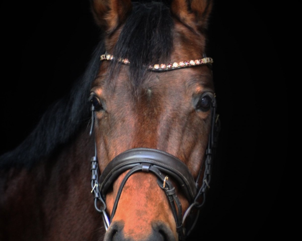 horse Donna Lotta (Hanoverian, 2008, from Don Dior 4)