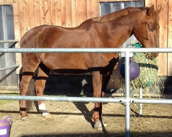 Pferd More than a feeling (Hannoveraner, 1995, von Maat I) Pferd More than a feeling (Hannoveraner, 1995, von Maat I)