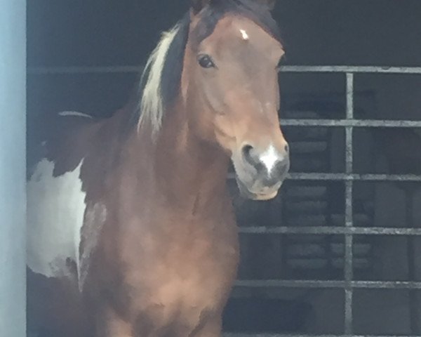 Springpferd Valerie 59 (Lewitzer, 2002, von Ontario I)