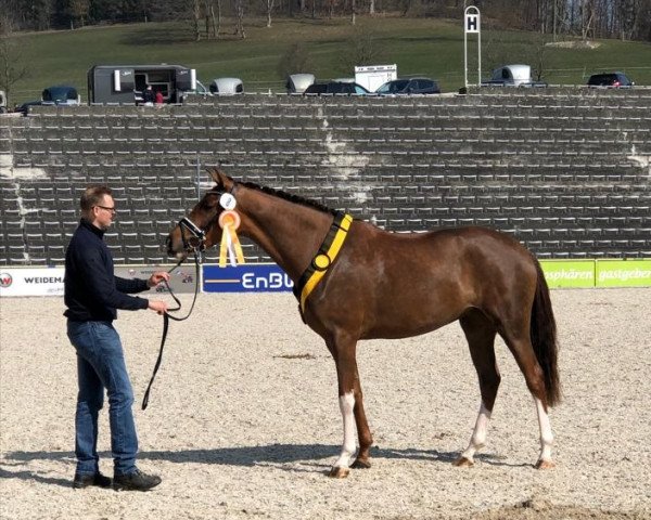 dressage horse Take me 4 (German Sport Horse, 2016, from Birkhof's Topas Fbw)